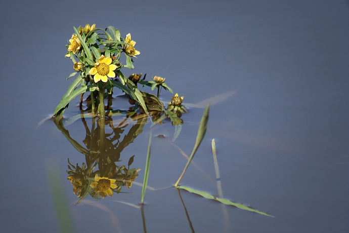 Tribute to the Lake Fairy