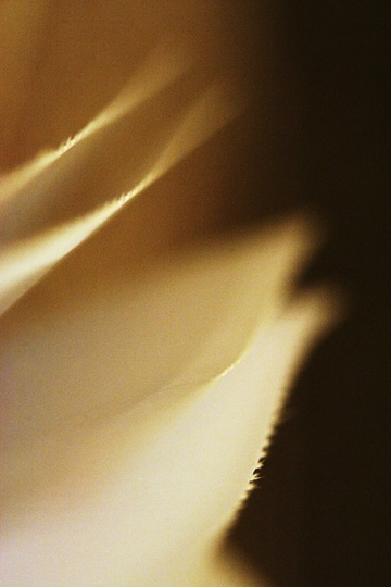Ode to His Tenderness