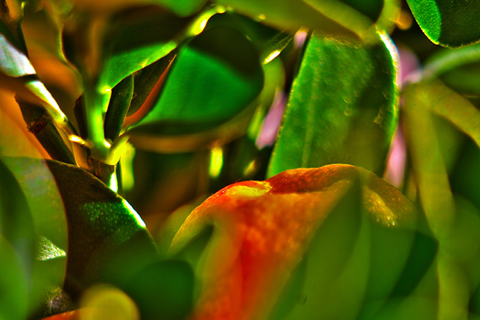 Ripe